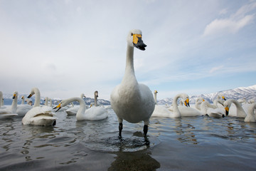 Group of Swans