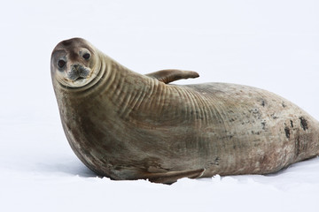 Seal rests