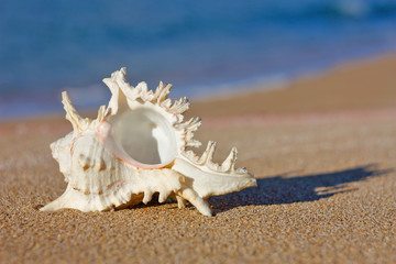 Conchiglia sulla sabbia