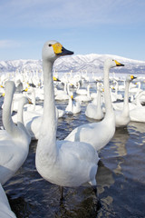 Group of Swans