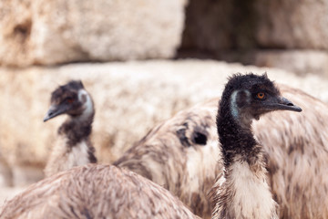 Australian Emu