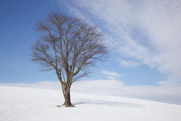 Fototapeta na wymiar Tree in Wintertime