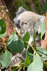 Koala in a tree eating