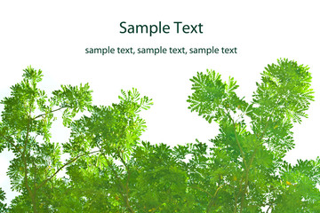 Obraz premium Green Leaves on White Background