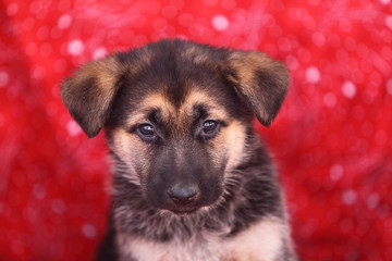 German Shepherd with Red Background