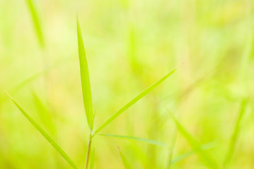 Nature background - grass