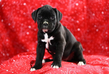 Black and White Boxer Puppy