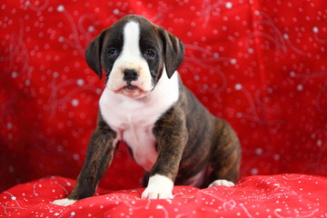 White and Brindle Boxer Puppy