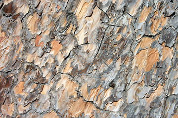 stone-pine, background