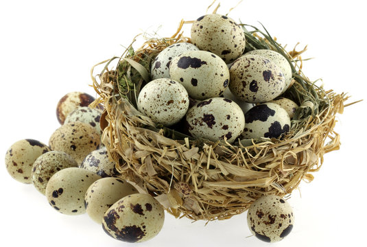 des oeufs de caille dans un nid de paille