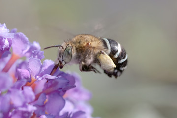 Blue banded Bee, Amegilla cingulata in flight