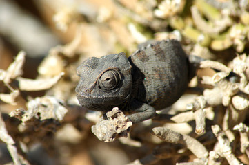 caméléon