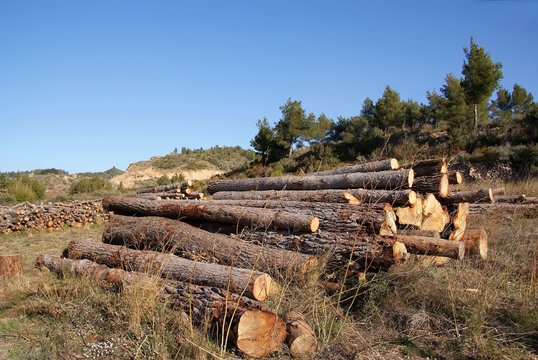 TALA DE &Aacute;RBOLES