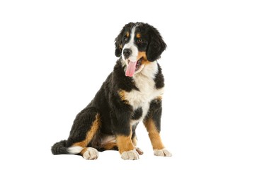 Puppy bernese mountain dog