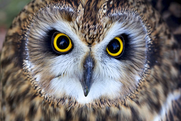 close portrait of a short eared owl