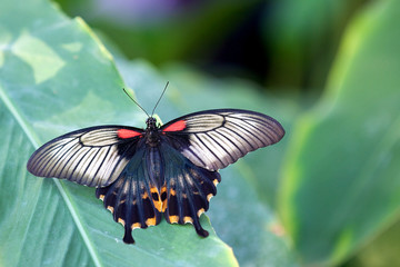 Fototapeta na wymiar Asian Swallowtail butterfly