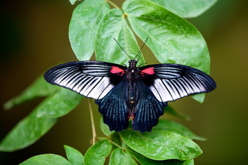 Great Mormon butterfly on a plant