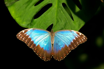 blue Morpho Butterfly (Morpho peleides)
