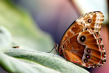 A Blue morpho with its wings closed