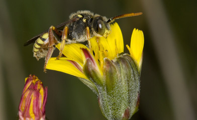 Abeja silvestre sobre flor amarilla(Nomada sp)