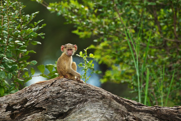 Young baboon on fallen tree trunk
