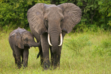 Naklejka premium Matka i dziecko słonia afrykańskiego