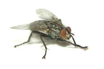 fly