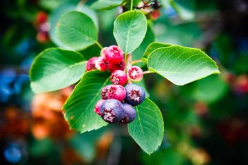 Saskatoon Berry Plant