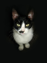 Black and white cat