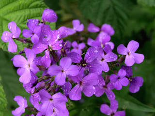 Small purple flowers