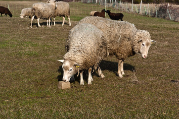 Fototapeta premium brebis dans le pré