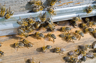 Bees on hive 22