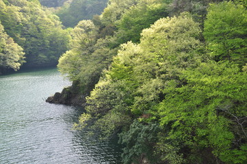 新緑の湖