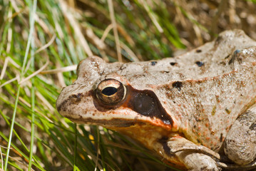 Frog 5