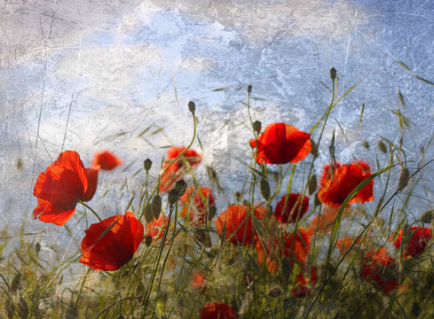 mohnblumen nostalgisch