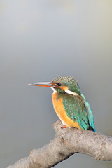 休憩中のカワセミ