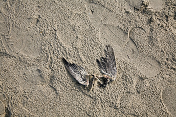 Toter Vogel am Strand