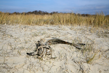 Toter Wal am Strand