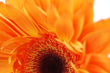 Orange Gerbera close up