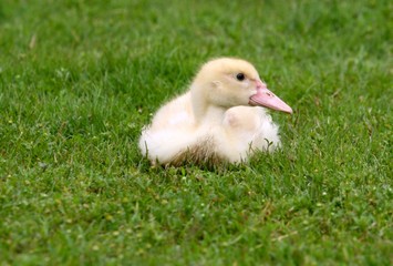 Young Duck