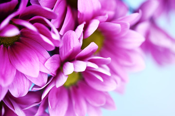 Obraz premium pink chrysanthemum
