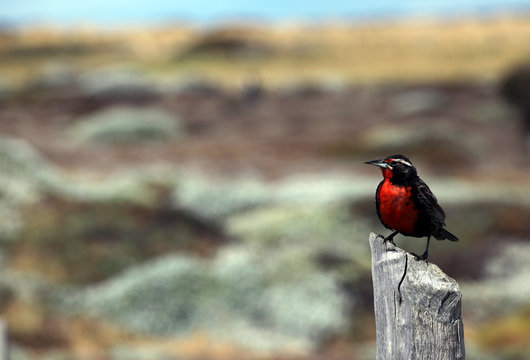 Patagonian bird: Long-tailed Meadowlark