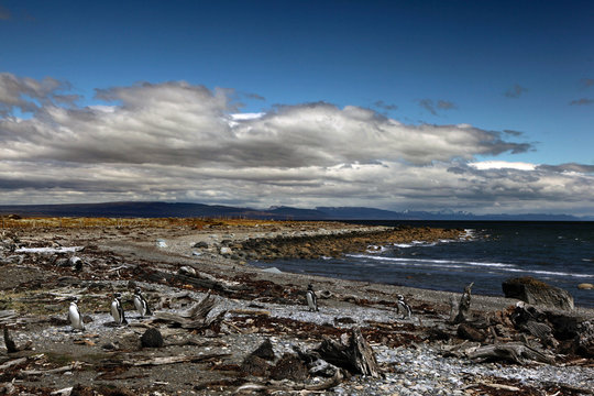Marching penguins, Patagonia