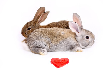 young rabbits