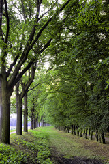 Fototapeta premium Park in spring time