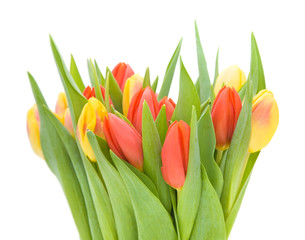 yellow and red variegated tulips flowers;