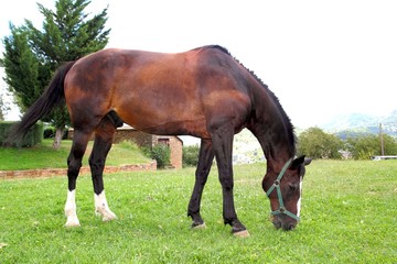 horse stand eating grazing prairie in Pyrenees