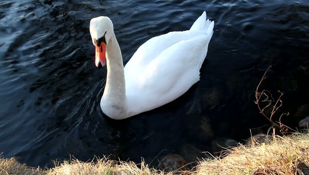 Schwan