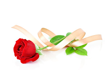 Red rose with gold silk ribbon
