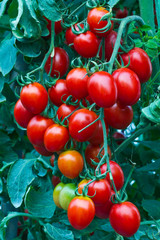 Fresh red tomatoes on the plant .